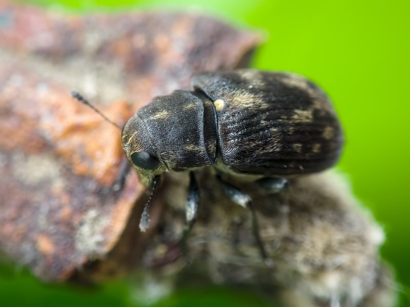 Rhaphitropis marchica (Herbst, 1797)